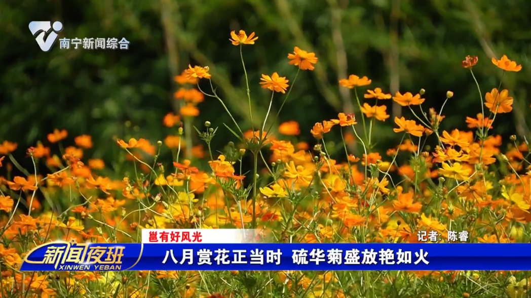 【邕有好风光】八月赏花正当时 硫华菊盛放艳如火   